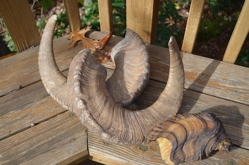 (1) A pair of Dall Sheep horns and an unusual "club" Stone Sheep horn from British Columbia.
